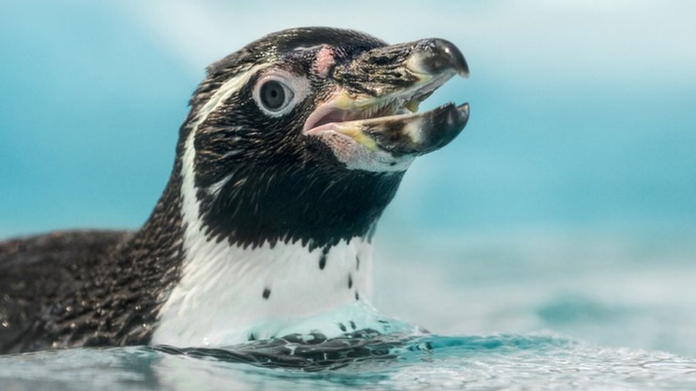 Mumbai zoo: Baby penguins draw thousands of visitors in India