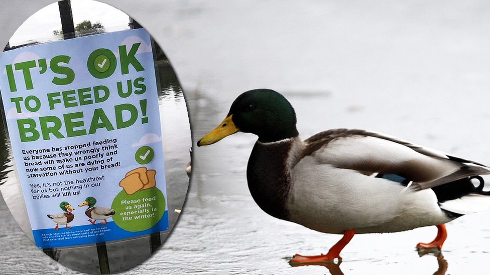 feeding-ducks-bread-should-you-do-it-bbc-news