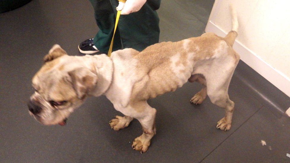 Rspca Dogs Darlington