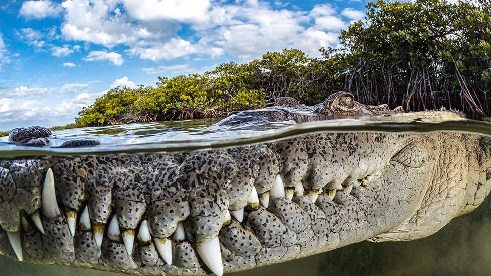 La impresionante foto de un cocodrilo en Cuba que ganó el máximo premio de  los Mangrove Photography Awards (y otras espectaculares imágenes del  certamen) - BBC News Mundo