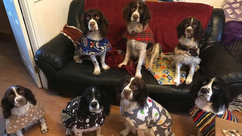 cocker spaniel rescue north west
