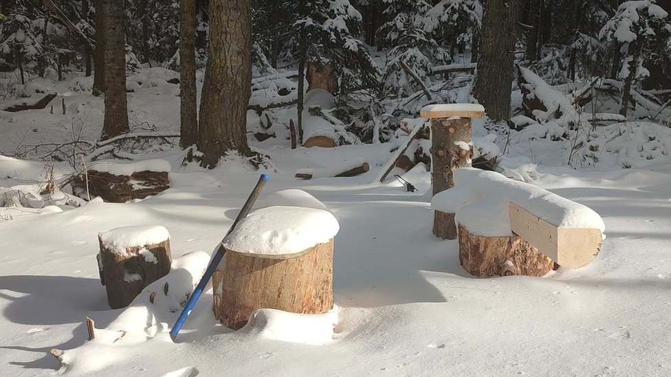 Tree stumps covered in snow