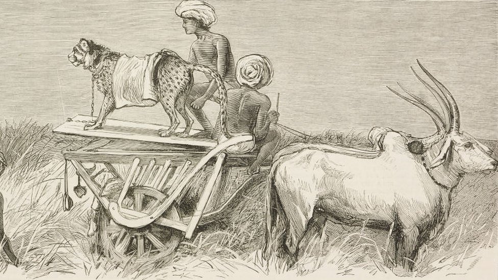 ਬੜੋਦਾ ਵਿੱਚ ਕੁਢ ਲੋਕ ਹਿਰਣ ਦੇ ਸ਼ਿਕਾਰ ਲਈ ਇੱਕ ਚੀਤਾ ਗੱਡੇ ਤੇ ਬਿਠਾ ਕੇ ਲਿਜਾਂਦੇ ਹੋਏ