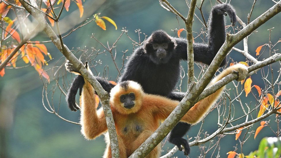 Conservation Glimmer Of Hope For World S Rarest Primate Bbc News