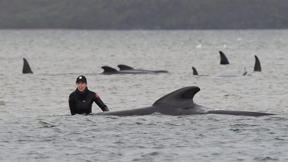 Obučeni spasioci pomažu kitovia da uđu dublje vode