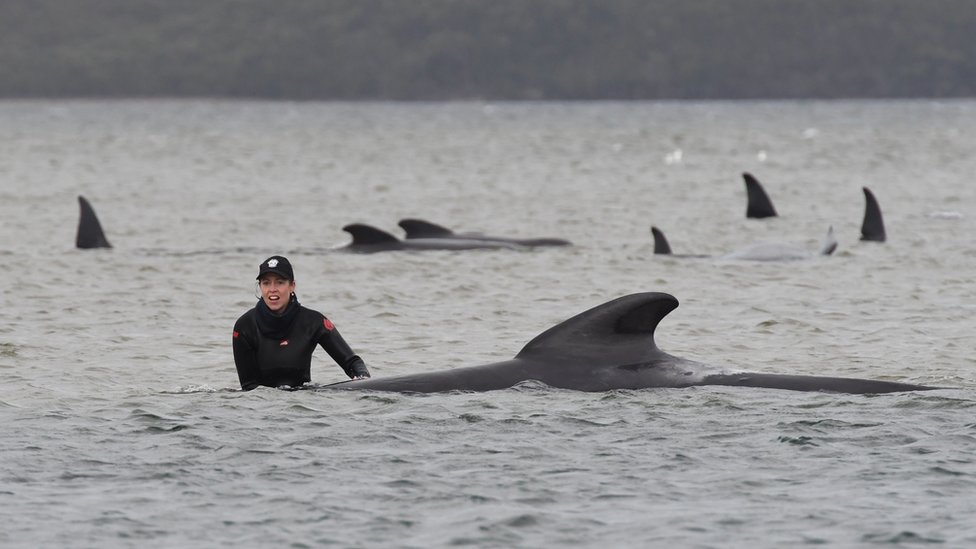 About 200 dead whales have been towed out to sea off Tasmania – and what  happens next is a true marvel of nature