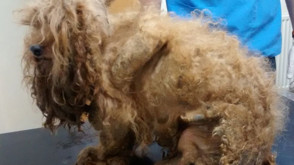 Abandoned dog's 'foot rotted off due to matted fur' - BBC News