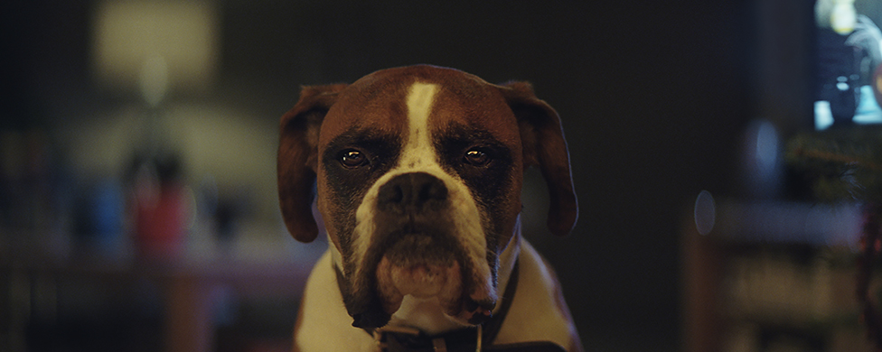 Who is Buster the Boxer?