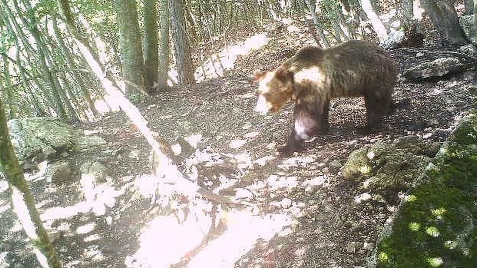 Italy Hunts Bear After Genius Escape Over Electric Fences c News