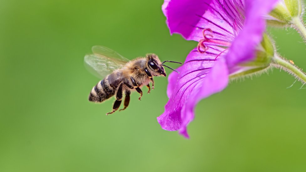 A Bee C: translate queen duets - BBC News