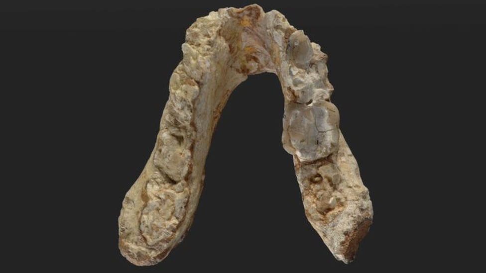 Graecopithecus lower jaw