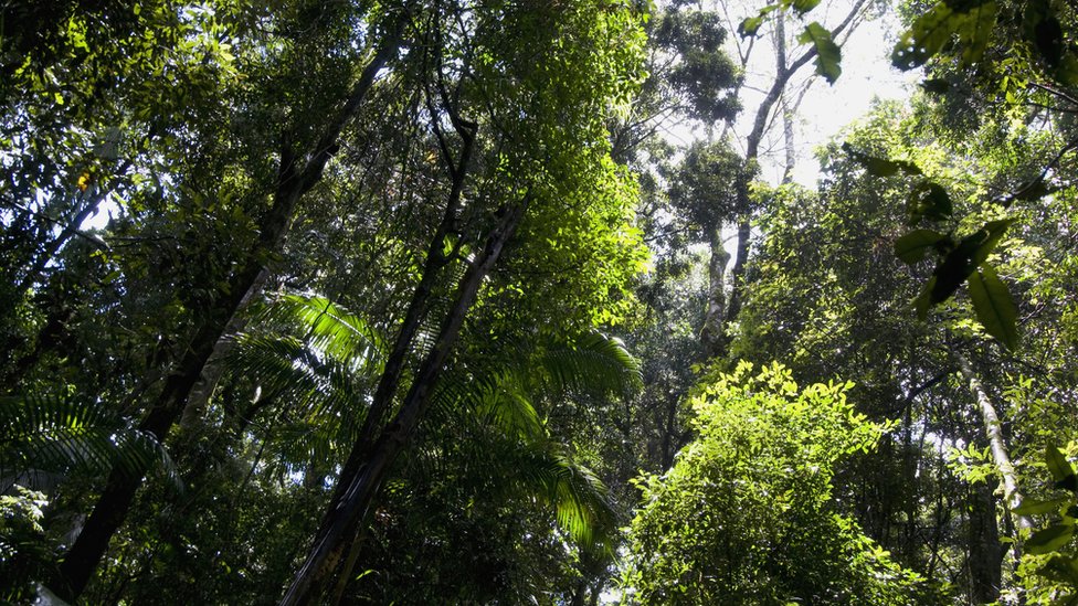 Australia impone estrictas medidas en sus fronteras para preservar sus ecosistemas. Reserva natural en Australia