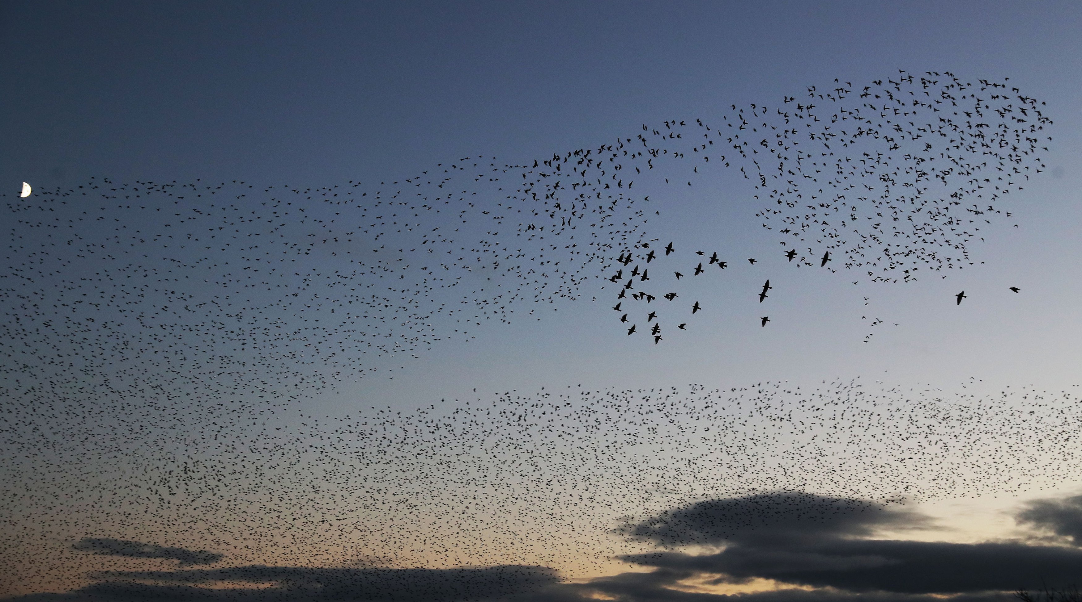 In Pictures: Starlings Swarm Over Gretna - Bbc News