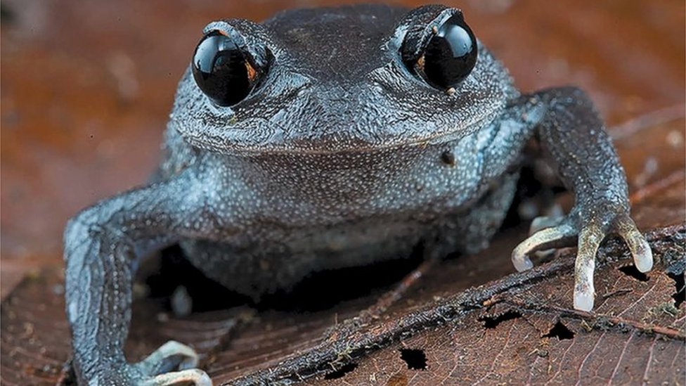 A big-headed frog Leptobrachium lunatum