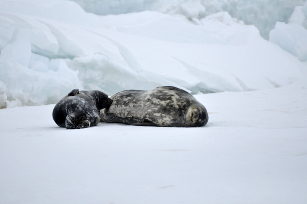Тюлени лежат на льду