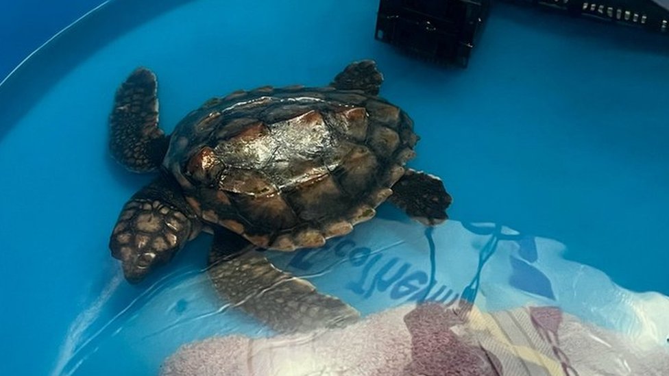 Zoo takes in 10 tiny turtles at conservation lab, Local News