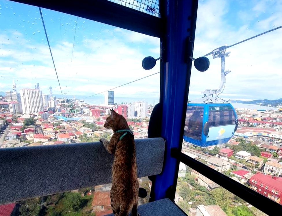 Cat on cable car in Batumi, Georgia
