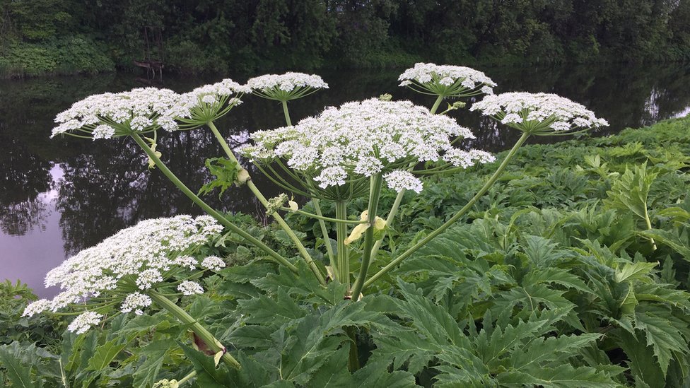 nasty-giant-hogweed-thrives-as-lockdown-cuts-treatment-bbc-news