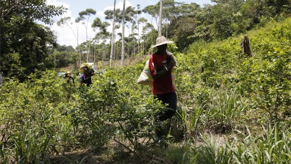 Фермеры, выращивающие коку, несут собранные листья коки на юге Колумбии (03.03.2017)