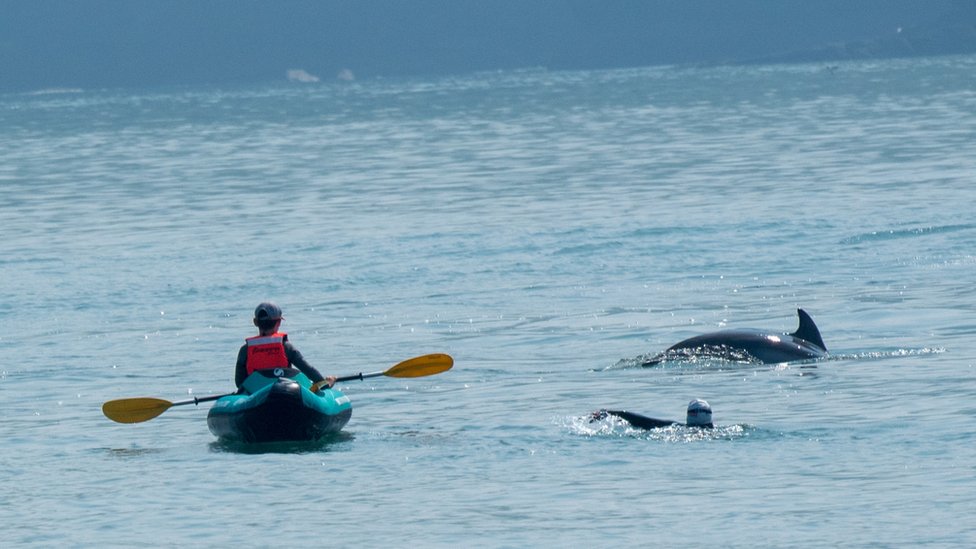 Фотография инцидента: мужчина на каяке и женщина плывут с дельфинами