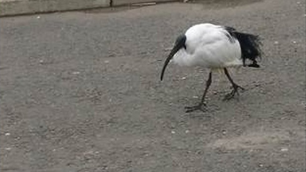 Ibis