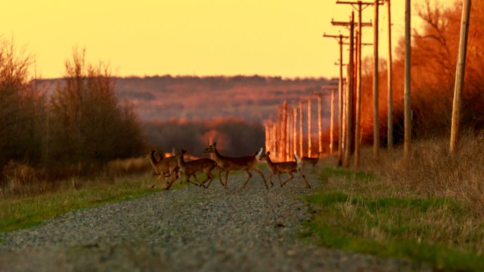 Los priones son muy estables y quedan por décadas en el medioambiente Ciervos