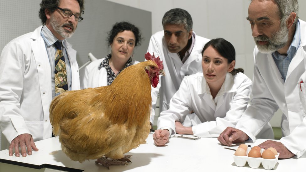 Os cientistas observam uma galinha em um laboratório