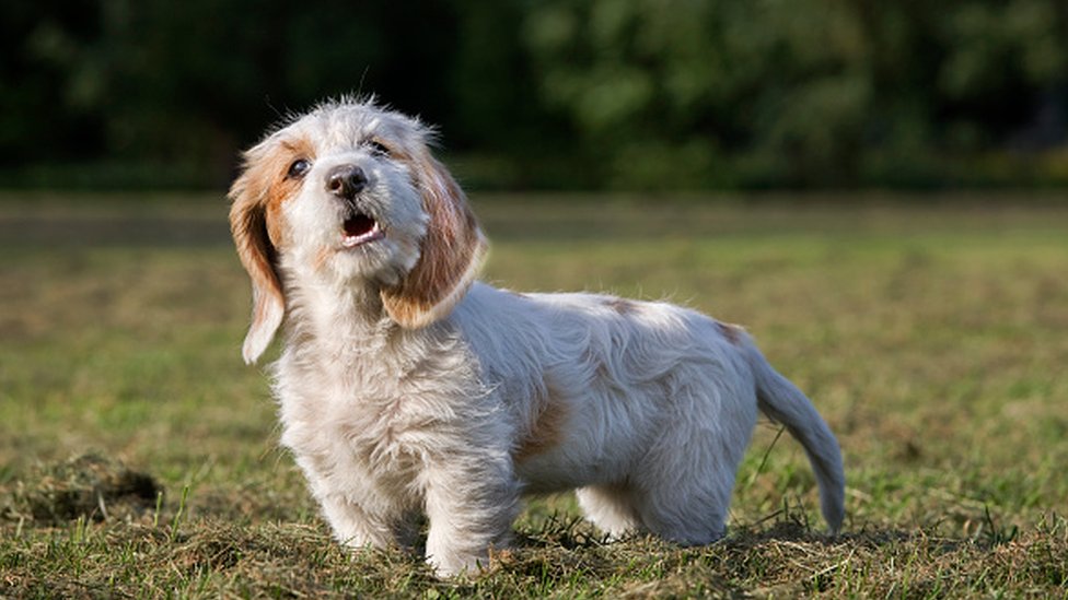 bahçede havlayan bir köpek.