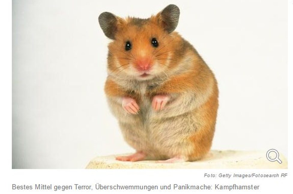 Die Welt hamster pic - скриншот