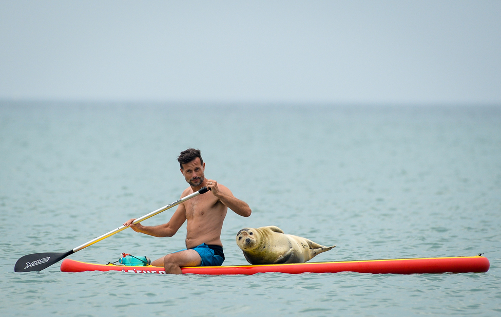 A man and a seal on a paddle board