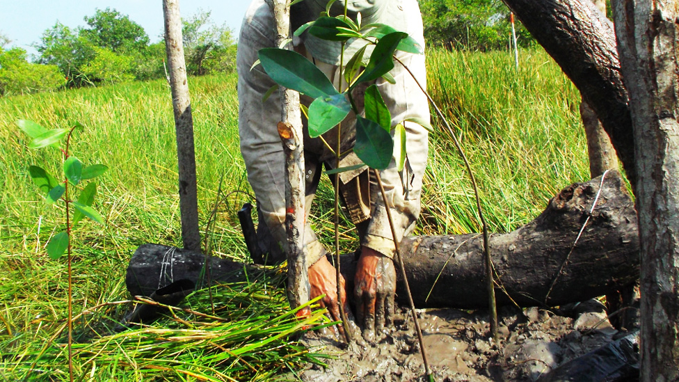 Hombre plantando un árbol de manglar en una chinampa o isla flotante