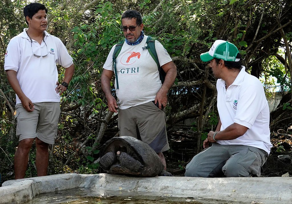 kura-kura, galapagos