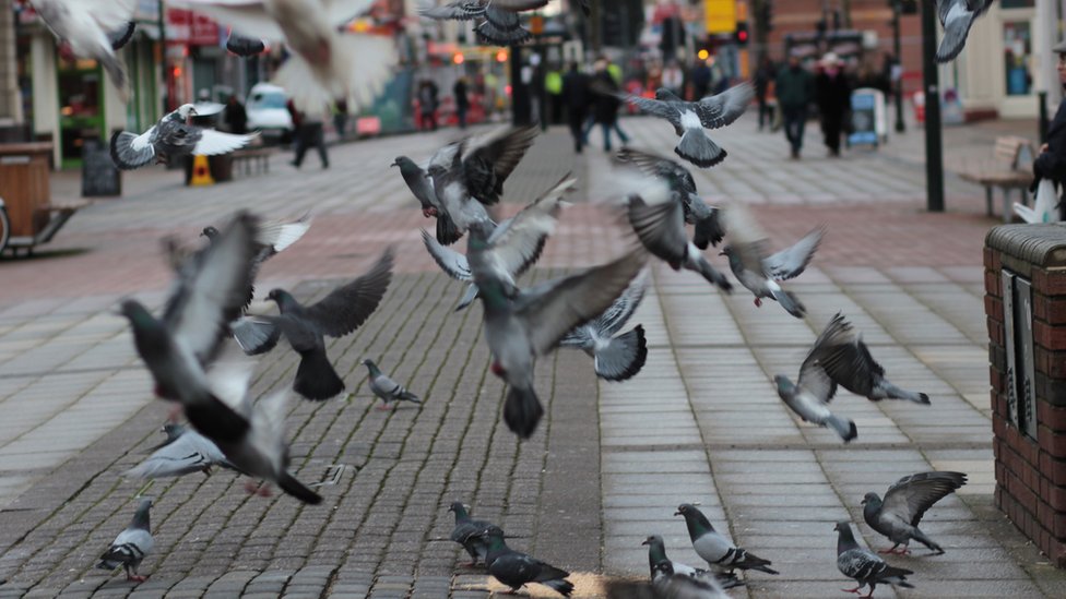 Es posible, dicen algunos investigadores, que algunos dinosaurios pequeños se hubiesen adaptado a la vida en las ciudades, coexistiendo a la par de ratas y palomas. Palomas