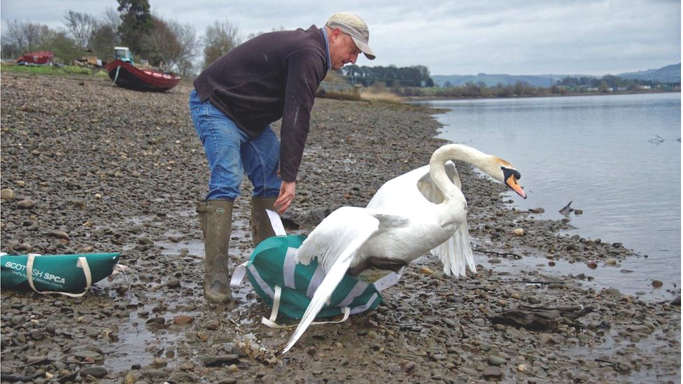 Swan shot with arrow in Fife released after making full recovery BBC News
