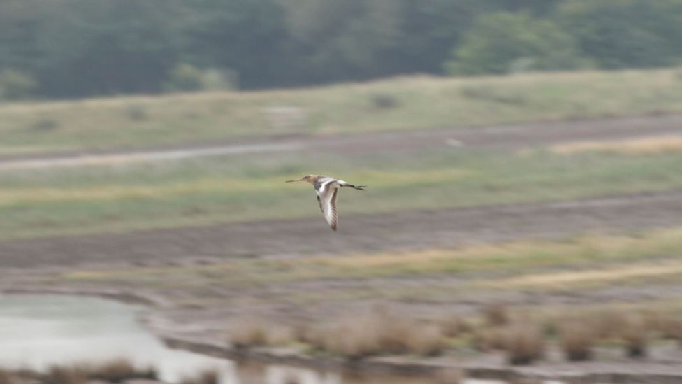 Проект Godwit стартовал на WWT Steart Marshes