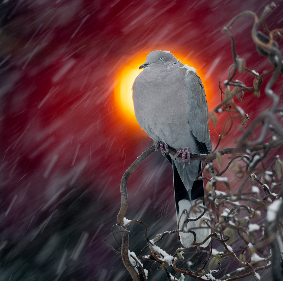 A dove sits on a branch with snow on its head and wing