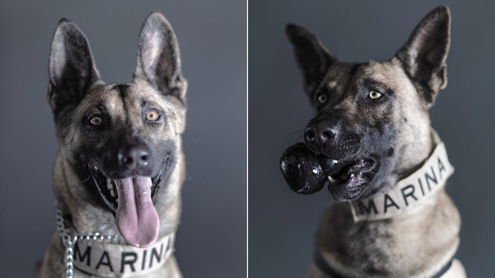 Dos perros de la Marina mexicana en un retrato tomado por el fotógrafo Santiago Arnau.