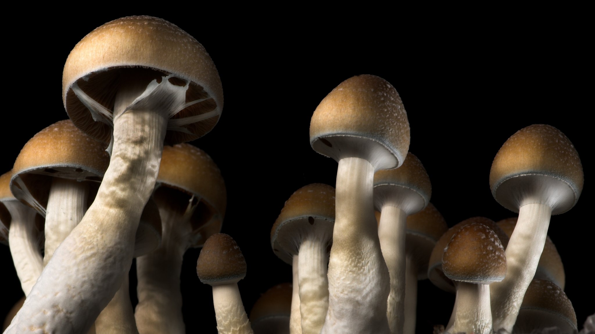 They broke my mental shackles': could magic mushrooms be the answer to  depression?, Drugs