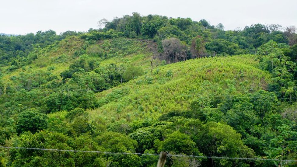 Coca crops in Tibu, Colombia