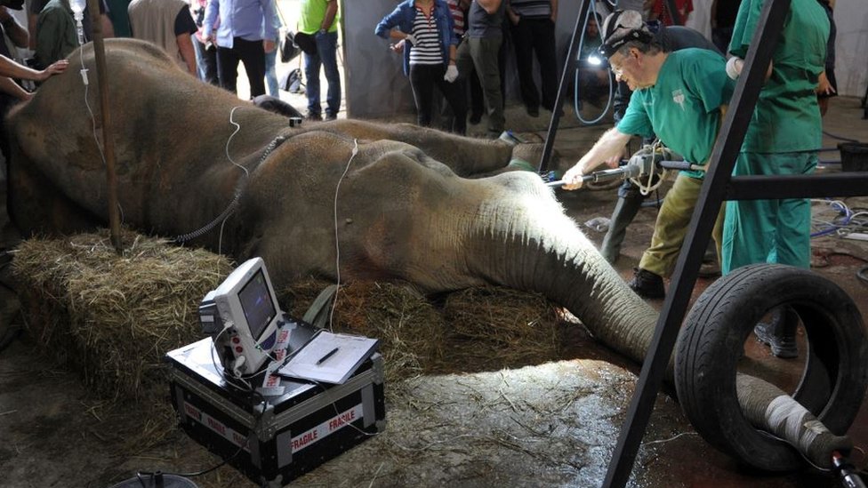 Dr Peter Kertesz operating an elephant