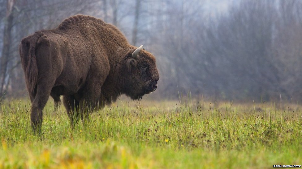 Зубр (Bison bonasus) может весить как автомобиль