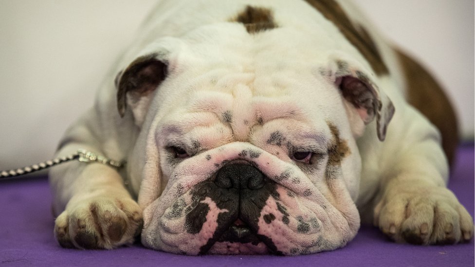 Los humanos fueron favoreciendo distintas razas, de acuerdo a su apariencia y a su comportamiento específico. Perro