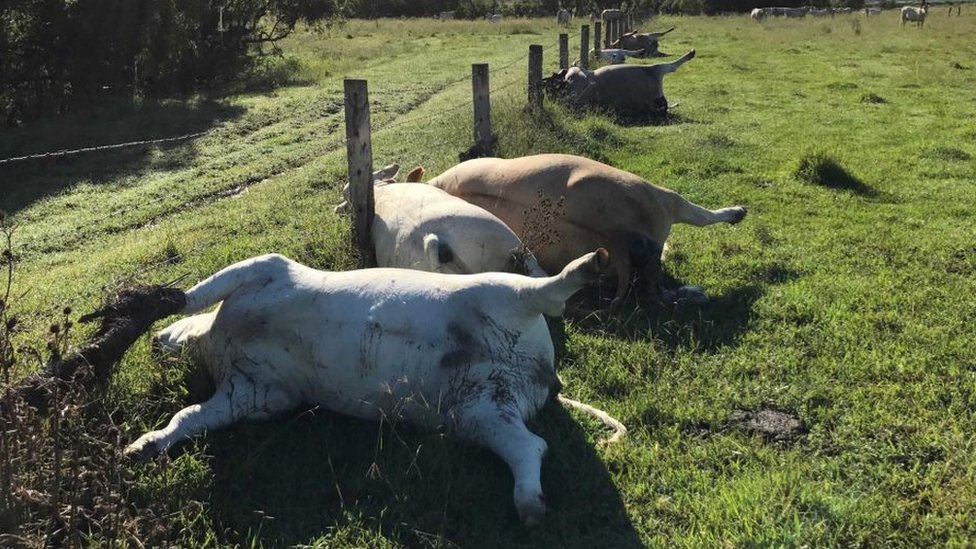 Row of cows in Australia killed 'by lightning strike' - BBC News