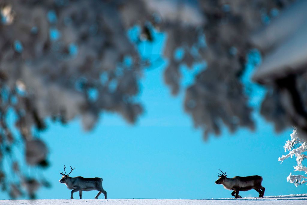 Lapland reindeer silhouetted against blue sky
