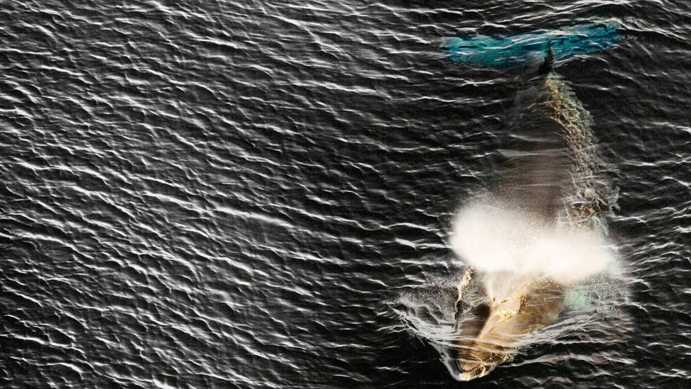полосатик в море Росса в Антарктиде