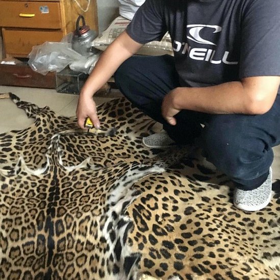 Pieles de jaguar incautadas en Bolivia