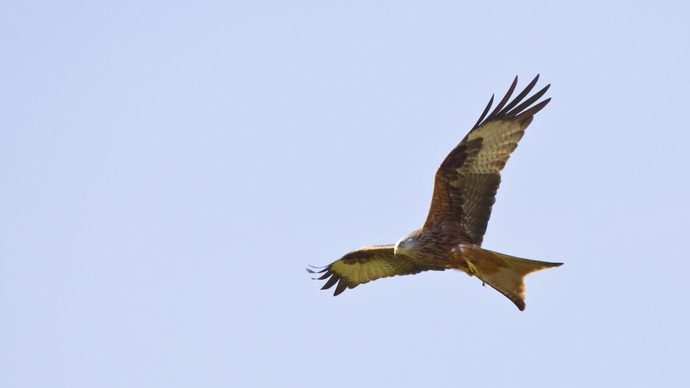 red kite mobile