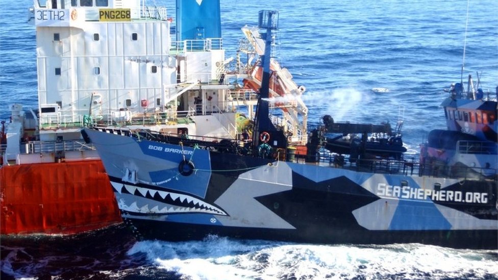 Sea Shepherd US settles Japan whaling case - BBC News
