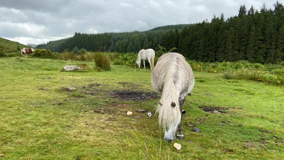 Лошади едят траву вокруг мусора