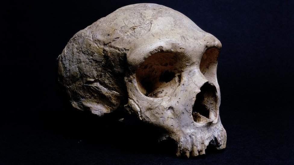 Salah satu jenis homo sapiens yang dinggap sebagai awal manusia modern antara lain yang ditemukan di eropa, yaitu